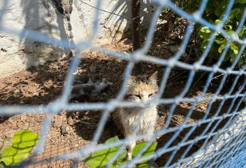 پانسیون Dar Boujdaa