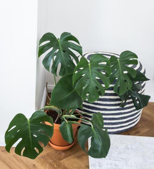 Design Pension Twenty 20