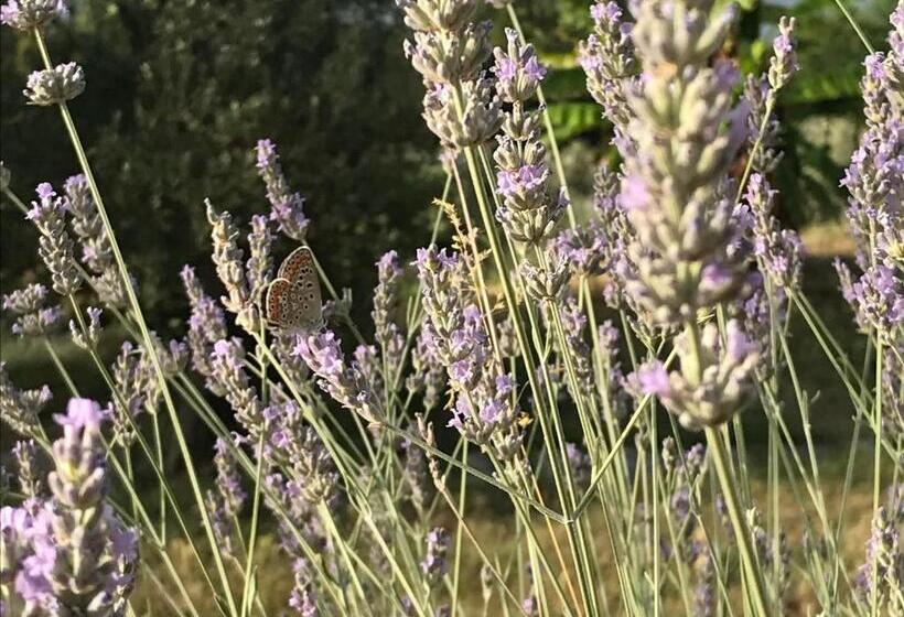 هتل Agriturismo Valsiniga