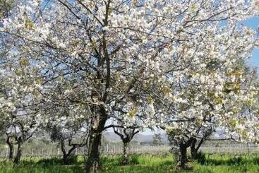 La Campagna Di Rosy