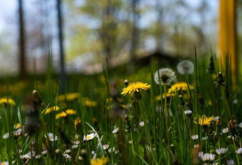 Villaggio Anemone   Chalet Castagno
