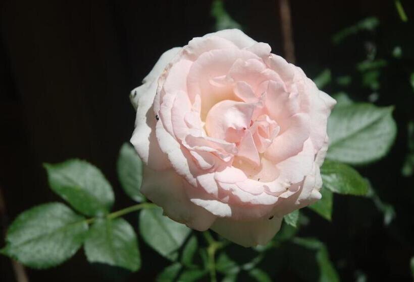 تختخواب و صبحانه Rose Garden Mezzanine