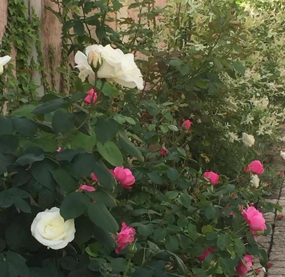 تختخواب و صبحانه Rose Garden Mezzanine