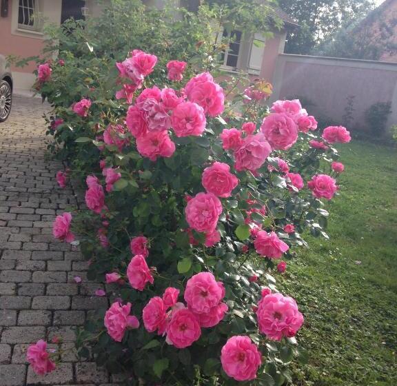 تختخواب و صبحانه Rose Garden Mezzanine