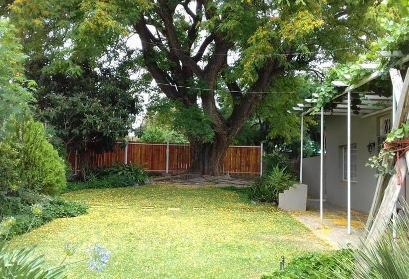 פנסיון The Big Tree Guest House