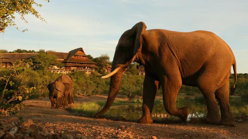 هتل Victoria Falls Safari Suites