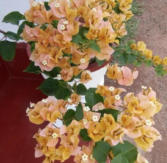 تختخواب و صبحانه Bentota Orchid House
