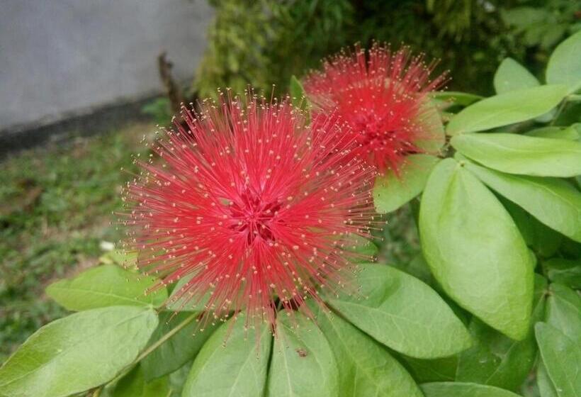 تختخواب و صبحانه Bentota Orchid House