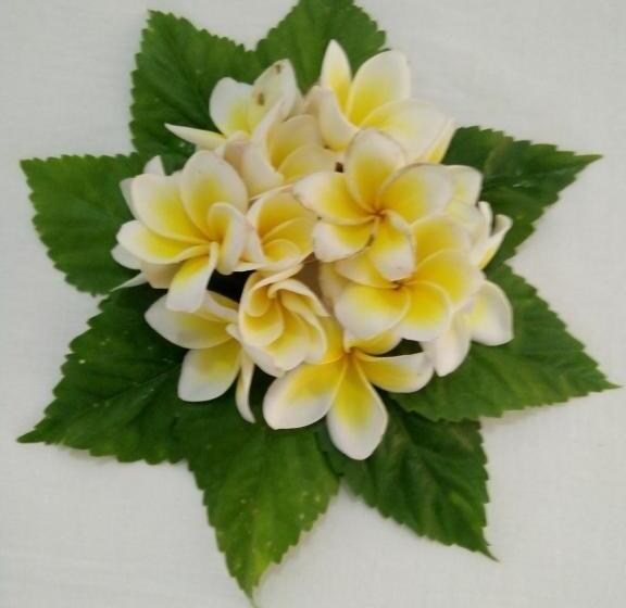 تختخواب و صبحانه Bentota Orchid House