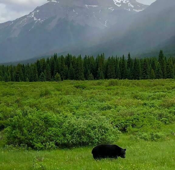 منتجع Johnston Canyon Lodge & Bungalows