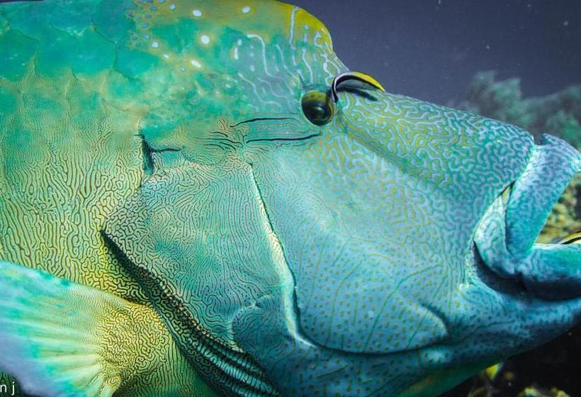 پانسیون Blue Marlin Dive Komodo