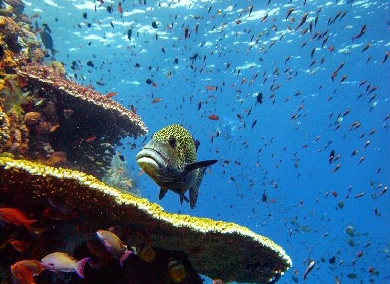 پانسیون Blue Marlin Dive Komodo