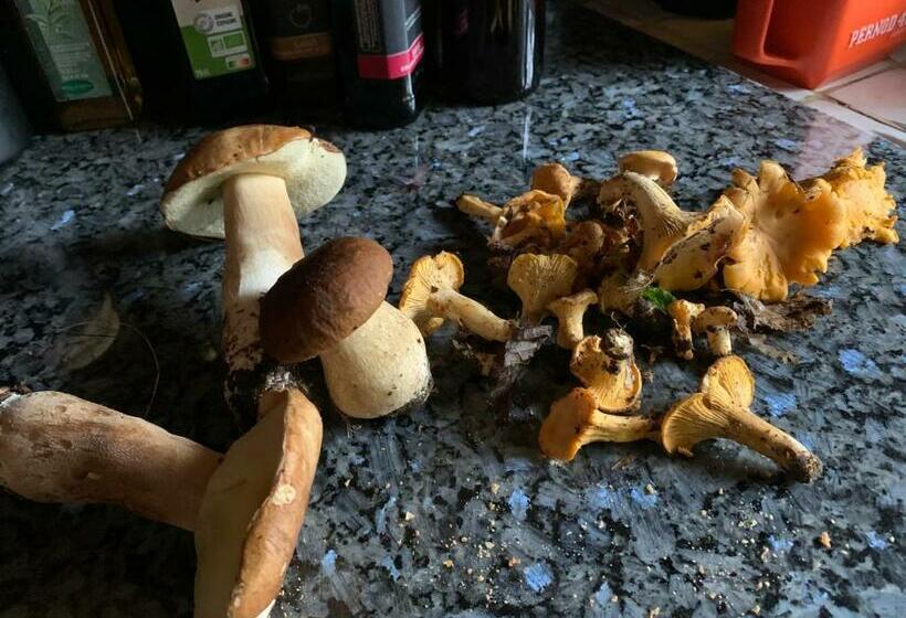 Gîtes De Charme Le Bibendôme Et Les Mots Bleus En Pleine Forêt