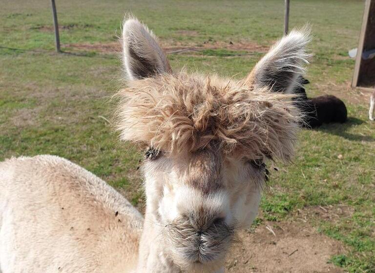 The Alpaca B&b