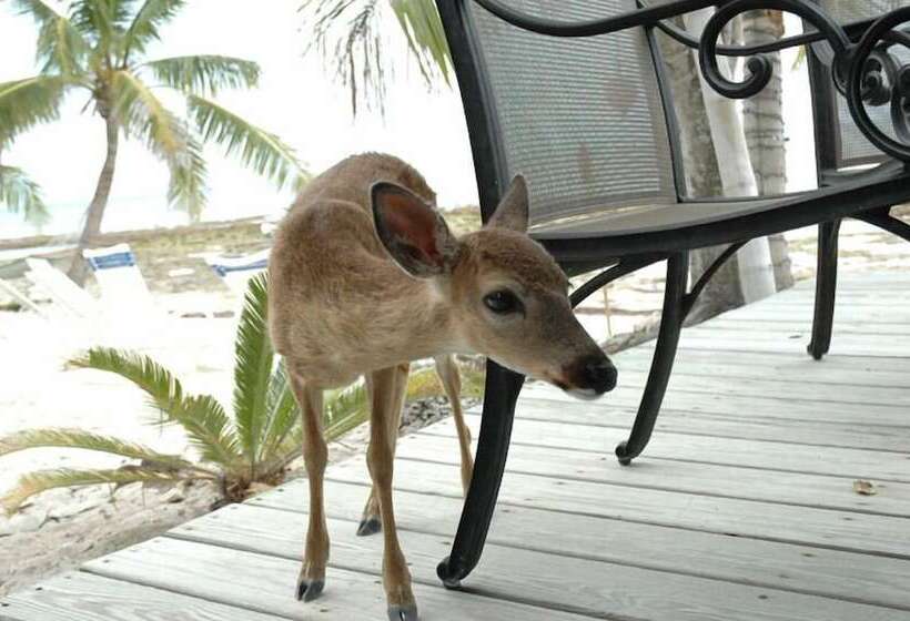 فندق Deer Run On The Atlantic