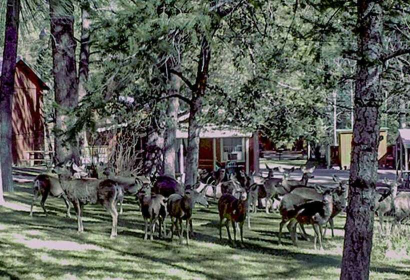 هتل Canyon Cabins