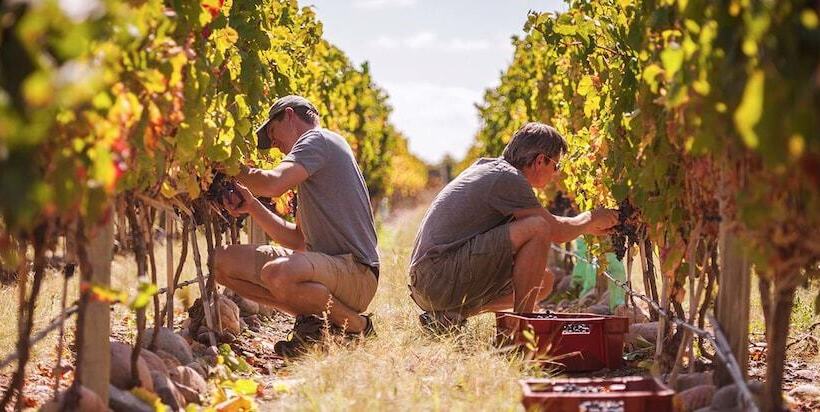 Hotel The Vines Resort & Spa