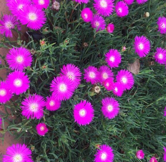 هاستل Palmeras Del Verdun