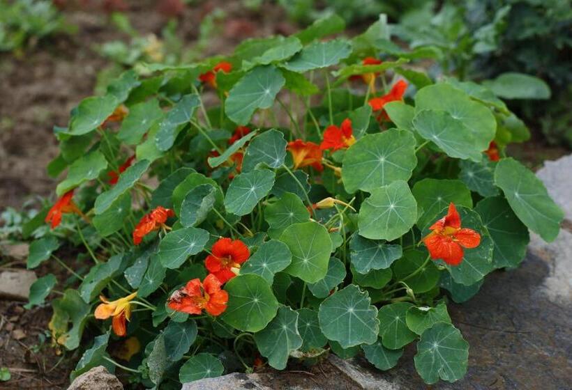 The Roots Hotel & Resort Jalna Almora