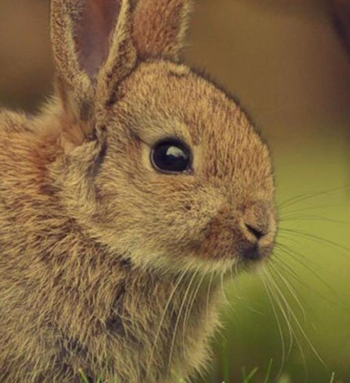 مبيت وإفطار Somerleyton Meadows   The Hideaway Hut & Hot Tub