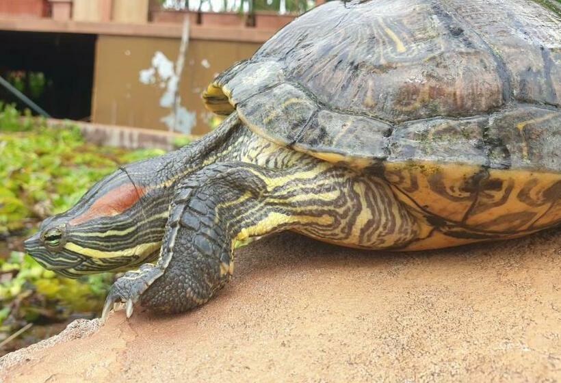 호텔 Life Farms   Near Mopa Airport Goa