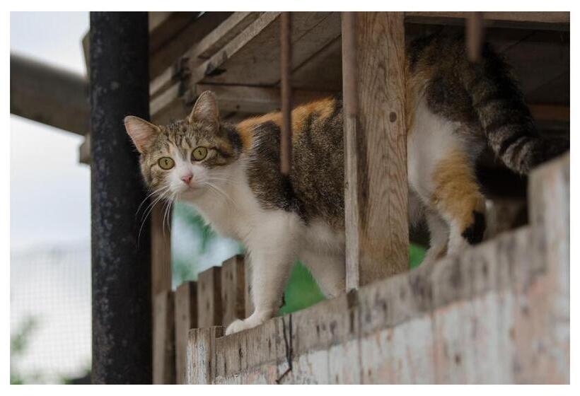 בית מלון כפרי Maja