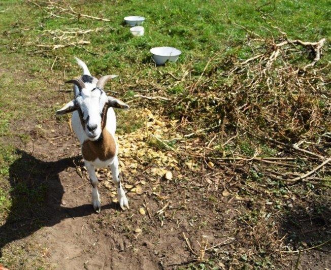 호텔 Scheunenherberge