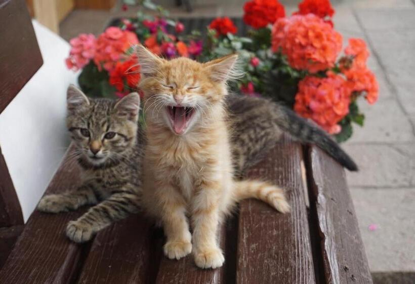 Отель Schmiedlehnerhof