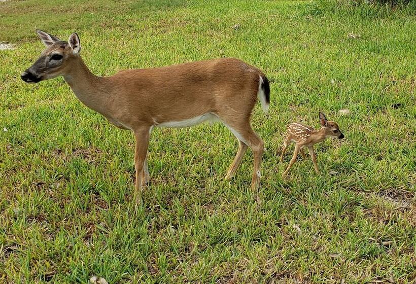 فندق Old Wooden Bridge Resort & Marina