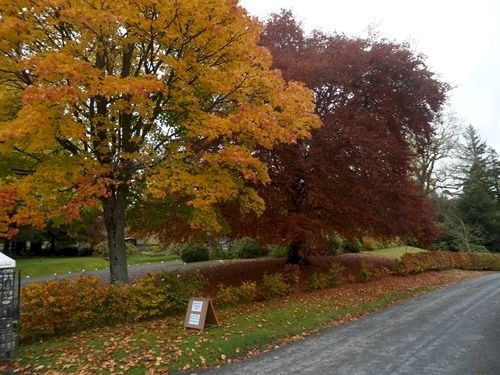 Bed and Breakfast The Coppice