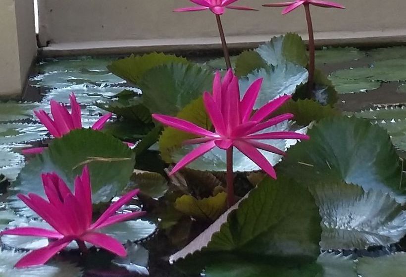 فندق Villa Sasoon