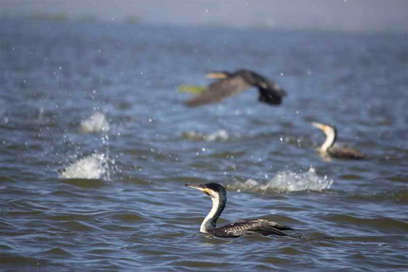 호텔 Lake Naivasha Resort