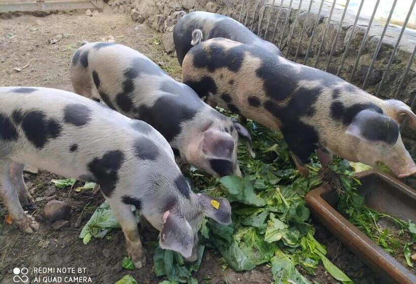 Отель Buehlerhof Agriturismo, Obst &weingut, Urlaub Mit Hund, Pferde, Bauernhof, Brixen