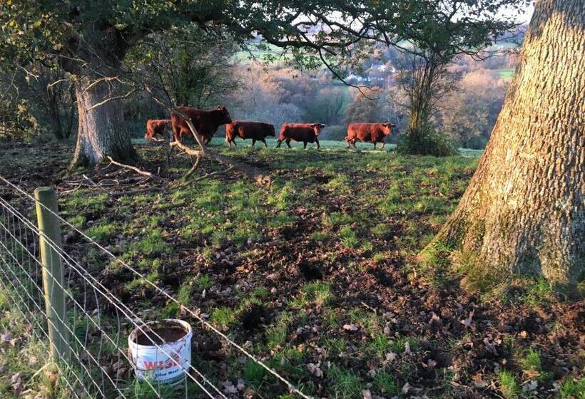 مبيت وإفطار Higher Biddacott Farm