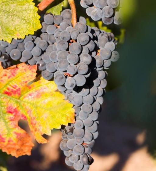 酒店 Allegretto Vineyard Resort Paso Robles