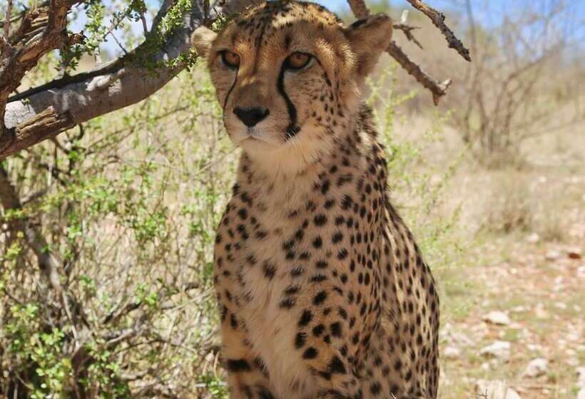 هتل Lapa Lange Game Lodge