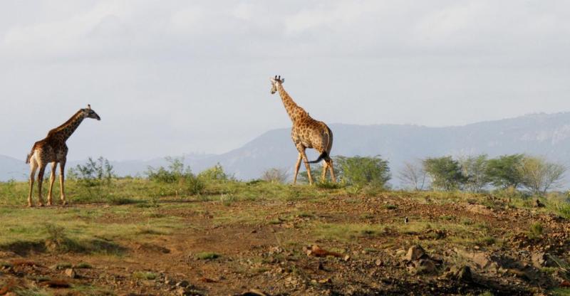 Отель Shayamoya Tiger Fishing And Game Lodge