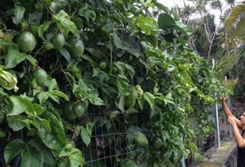 پانسیون Kona Hawaii Guest House A Unique Hawaii Experience