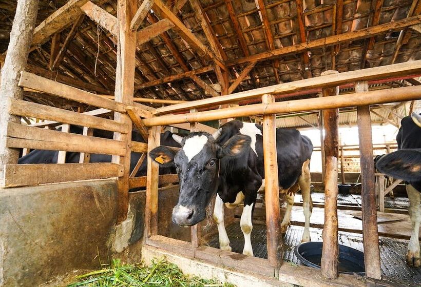 Отель Oyo Homes 91009 Eco Tourism Desa Cibodas Areng 4 Syariah