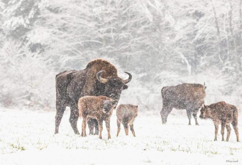 הוסטל Gościniec Biebrzański