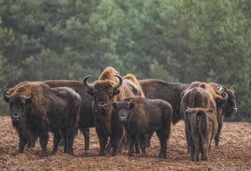 הוסטל Gościniec Biebrzański