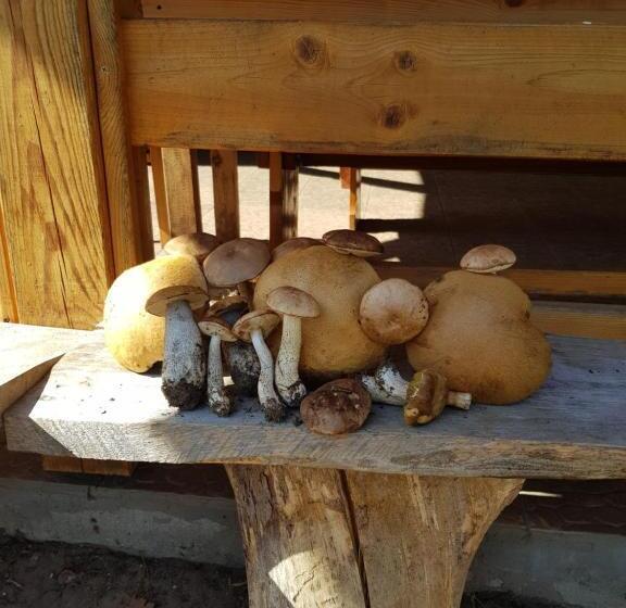 בית מלון כפרי Agroturystyka Ruta Nad Zalewem Siemianówka