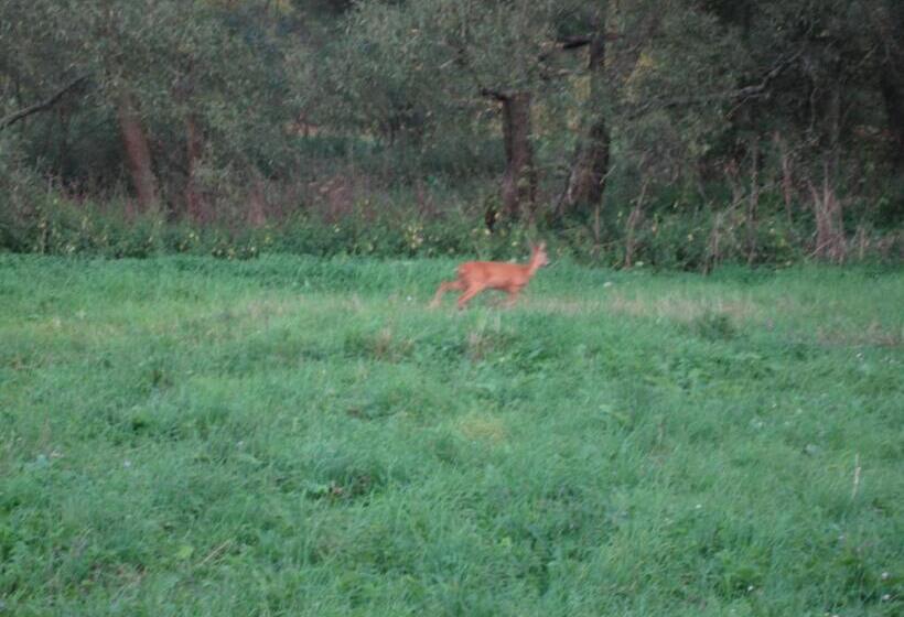 酒店 Chata Pod Kamieniem