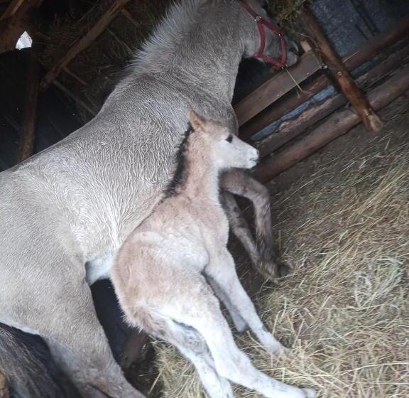 فندق Sudecka Chata