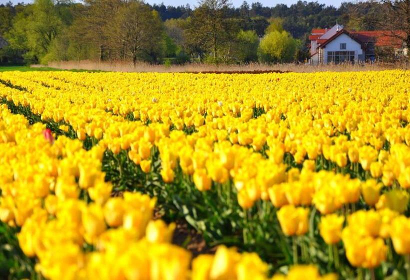 مبيت وإفطار Tulipanowy Gościniec