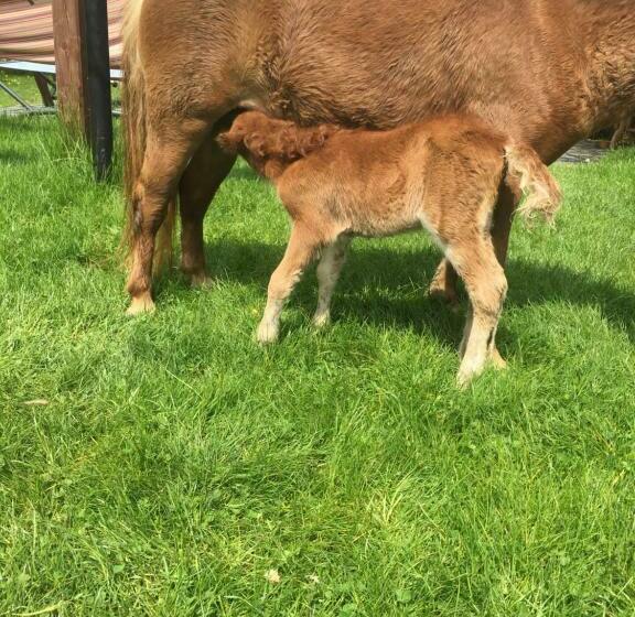 호텔 Krajno Paradise