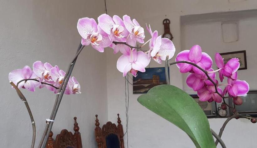 هاستل Casa Orquidea Hostal Barichara