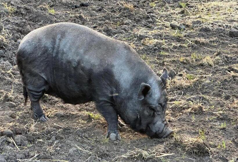 צימר Appelscha Aan De Diek