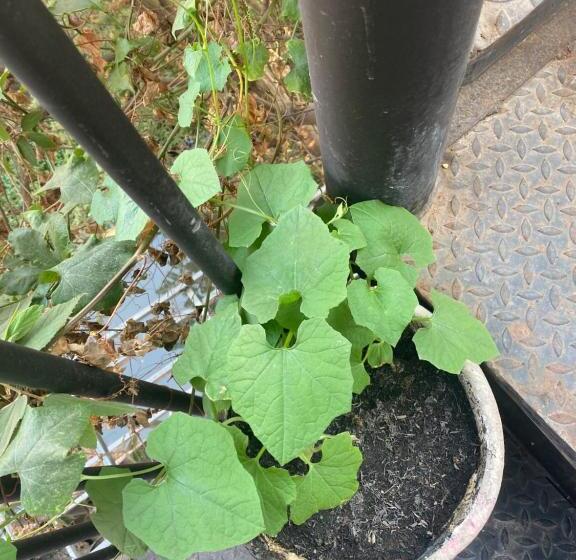 پانسیون Moonshine Guesthouse