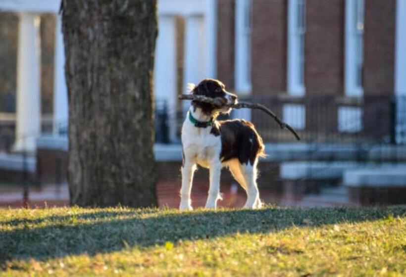 London Knightsbridge Sloane Pavilion Road Chelsea 5 Mins Walking To Hyde Park And Harrods